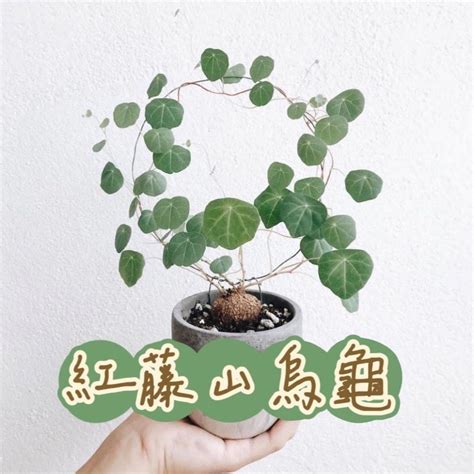 石烏龜 植物